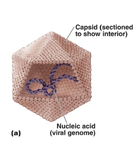 Virus Structure Classification And Replication Flashcards Quizlet