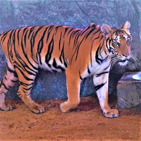 Discover the Powerful South China Tiger: A Rare and Precious Animal