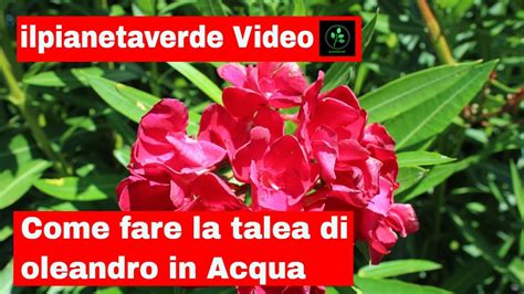 Come Riprodurre Con La Talea L Oleandro In Acqua Youtube