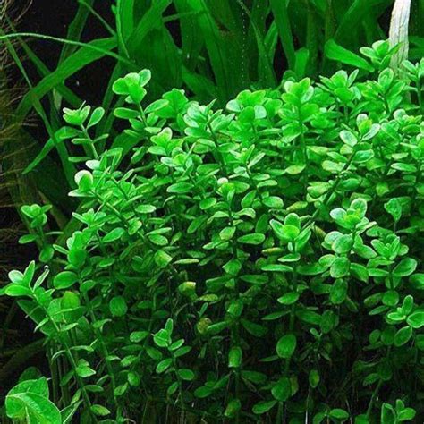 Jual Bacopa Monnieri Tanaman 20 Btg Tanaman Aquascape Tanaman Air