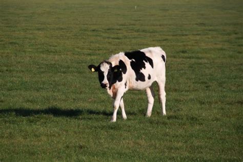 Free Images Grass Field Farm Meadow Prairie Pasture Grazing