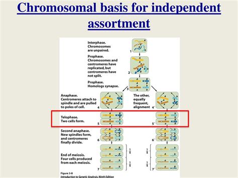 Ppt Lecture 5 Independent Assortment Powerpoint Presentation Free Download Id 2560221