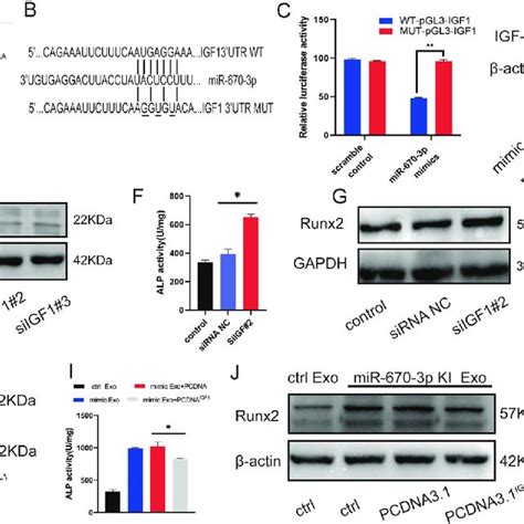 Igf Was The Direct Target Gene Of Mir P And Regulated Vsmcs