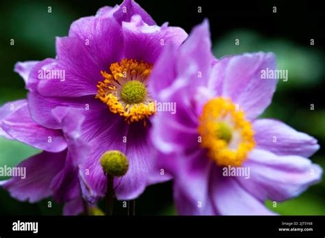 Japanese Anemone In The Japanese Garden At Powerscourt Gardens In