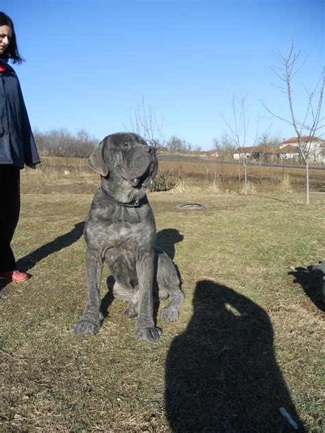 Srpski Odbrambeni Pas Odgajivacnica Srpski Mastif