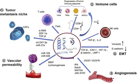 Exosomes And Organ Specific Metastasis Molecular Therapy Methods