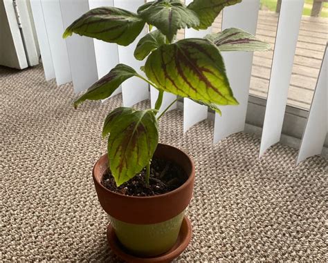 Why Are My Coleus Leaves Curling