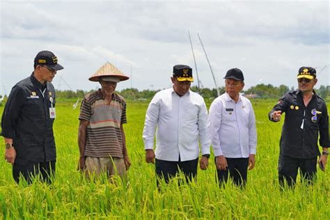 Tahun 2022 Luas Panen Padi Di Kalteng Hanya Mencapai 108 23 Ribu