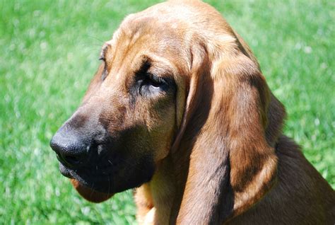 Bloodhound Information Dog Breeds At Thepetowners