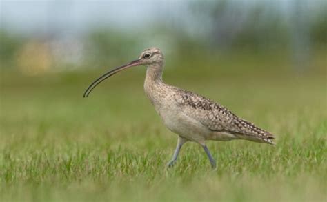 Long-billed Curlew - Owen Deutsch Photography