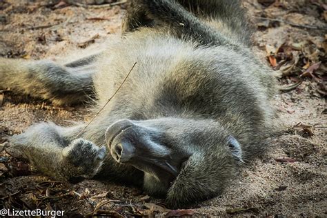 Sleeping Male Baboon Photograph By Lizette Burger Pixels