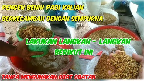 Coba Kalian Tau Cara Ini Dari Dulu Perlakuan Benih Padi Supaya