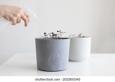 Agriculture Growing Plants Plant Seedling Watering Stock Photo