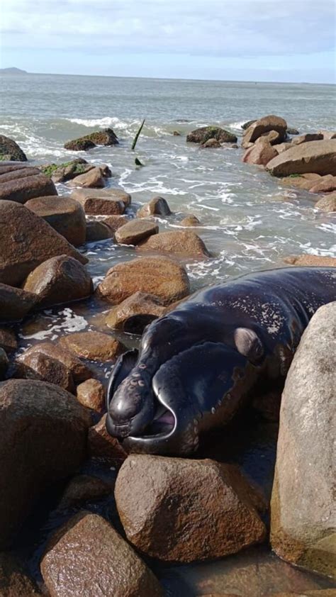 Filhote de baleia franca é encontrado morto e encalhado em costão de