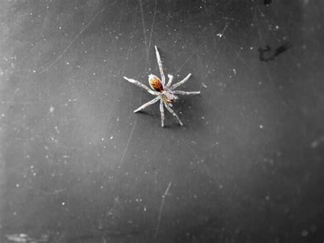 Premium Photo Close Up Of Spider On Wall