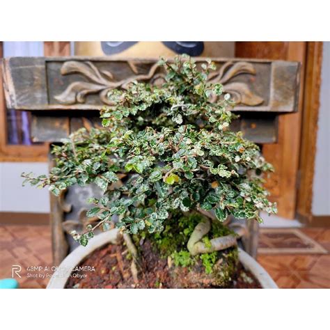 Jual Tanaman Hias Bonsai Mame Ulmus Variegata Super Micro Shopee