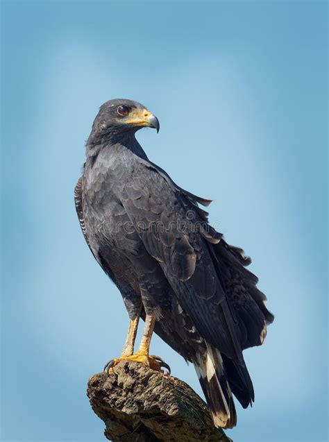 Common Black Hawk - Buteogallus Anthracinus a Bird of Prey in the ...