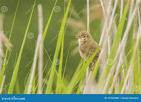 Marsh Warbler Acrocephalus Palustris Singing Bird Stock Photo Image