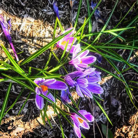 Purple Crocus Photograph By John Spiesman Fine Art America