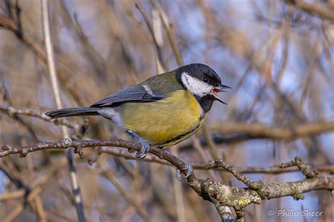 North Wales Birds Phil Sheer Flickr