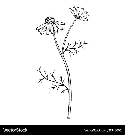 Drawing Chamomile Royalty Free Vector Image Vectorstock