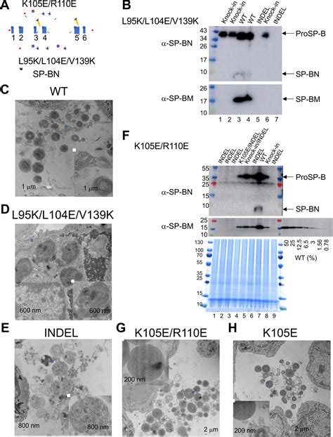 Mechanism Of Lamellar Body Formation By Lung Surfactant Protein B