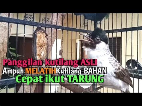 Suara Burung Kutilang Gacor Asli Tanpa Isian Ampuh Untuk Pikat