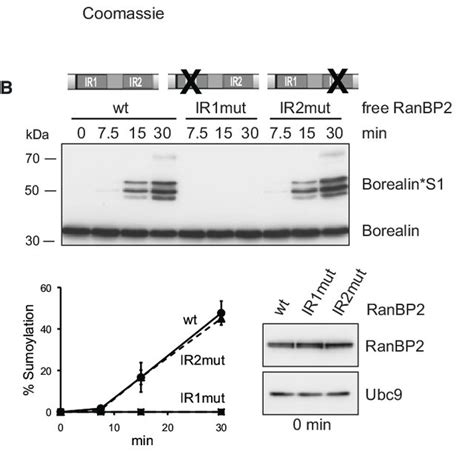 Structure Of Sumo−rangap1−ubc9−nup358ranbp2 Complexa Ribbon And