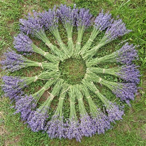 ЛАВАНДА В ПУЧКАХ (БЕЗ ДЕКОРУ) | Flowers, Plants, Lavender