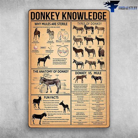 Donkey Knowledge - Why Mules Are Sterile, Types Of Donkey, The Anatomy ...