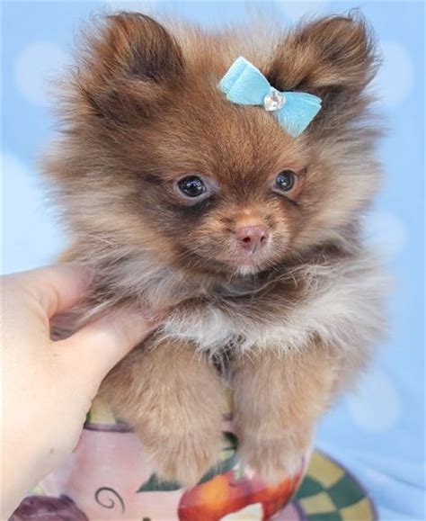 Pomeranian Puppies South Florida Teacup Puppies Puppies Pomeranian