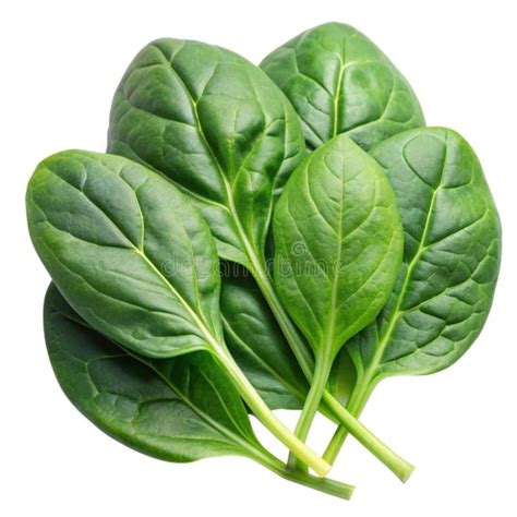 Spinach Isolated Stock Illustrations Spinach Isolated Stock