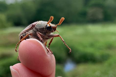 Cockchafer beetle getting to know our local moths | WWT