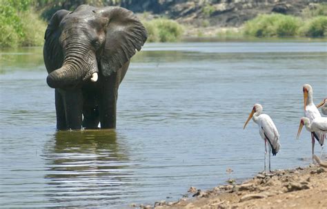 Day Savanna Elephant Loxodonta Africana Bull Bathi Flickr