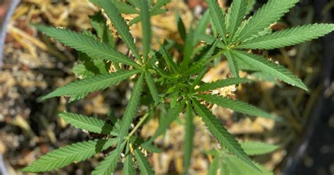 The Redefinition of Indica and Sativa Strains | March and Ash Blog