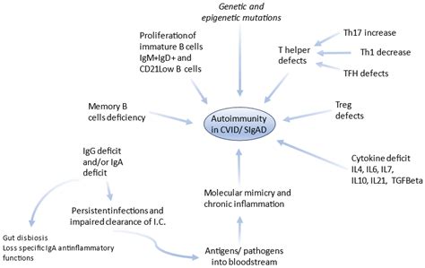 Ijtm Free Full Text Common Variable Immunodeficiency And Selective Iga Deficiency Focus On