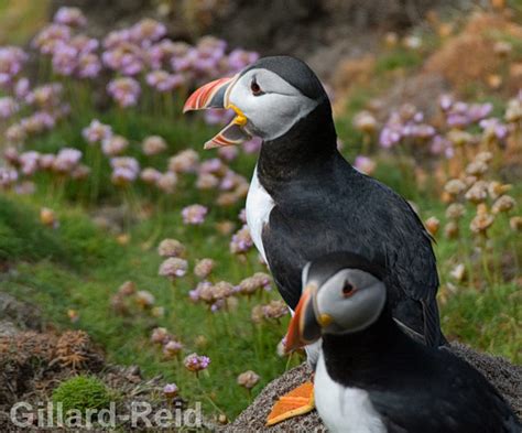 Shetland Bird Photos