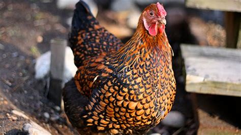 Poultry Profile Get To Know The Wyandotte Chicken Breed Hobby Farms