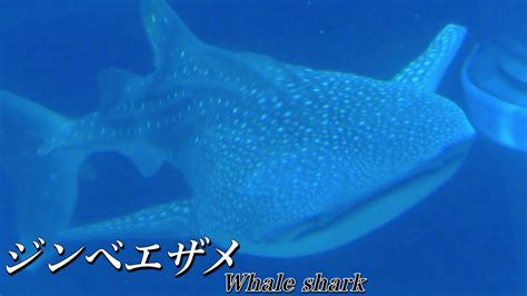 Whale Shark Youtube