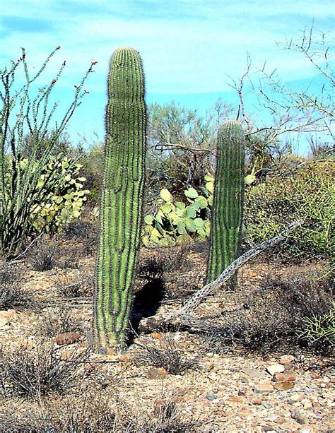 Saguara Cactus In Arizona Photograph By Merton Allen Fine Art America