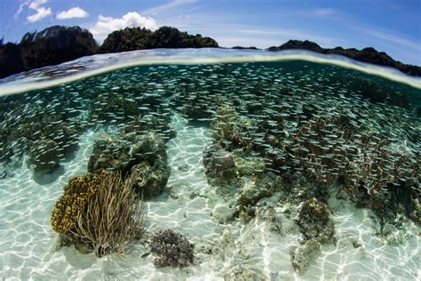 Coral Triangle Snorkelling Adventure Indonesia Diving Holiday Asia