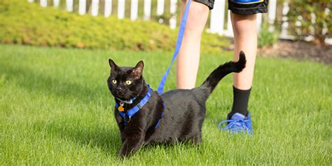 How To Walk Your Cat On A Leash Safely Preventive Vet