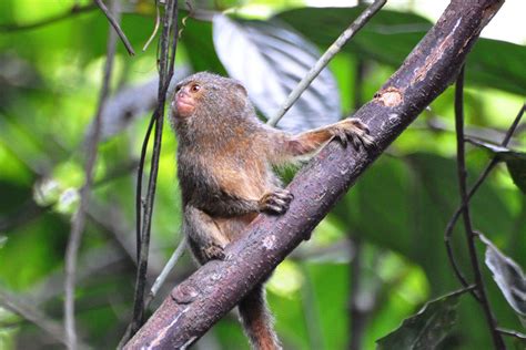 Pygmy Marmoset Facts, Baby, Habitat, Diet, Adaptations, Pictures