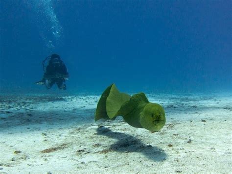 Giant Moray Eel – "OCEAN TREASURES" Memorial Library