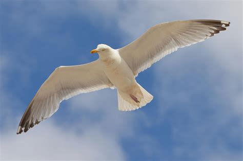 White Bird Flying Under the Blue and White Sky during Daytime · Free ...