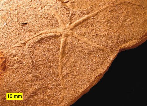 Woosters Fossil Of The Week A Brittle Star Trace Fossil From The