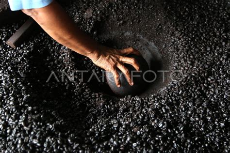 Pengolahan Kopi Robusta Secara Tradisional ANTARA Foto