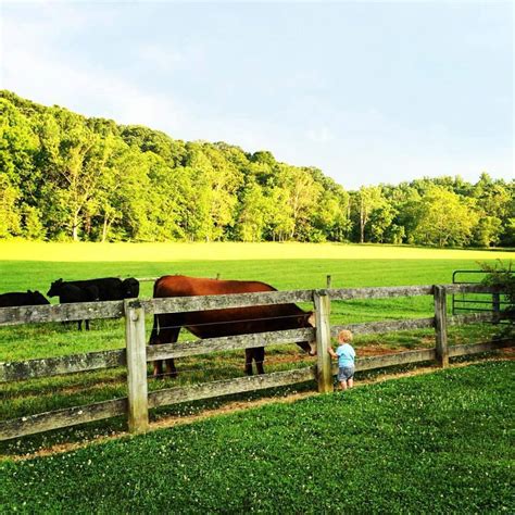 Gallery Willow Valley Farm Maryland