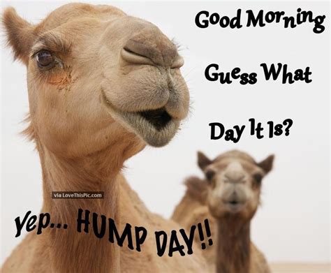 Happy Hump Day Meme