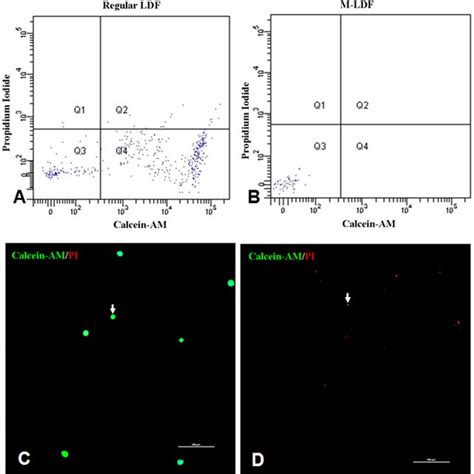 Identification Of Adherent Cells Nucleated Cells Were Isolated By